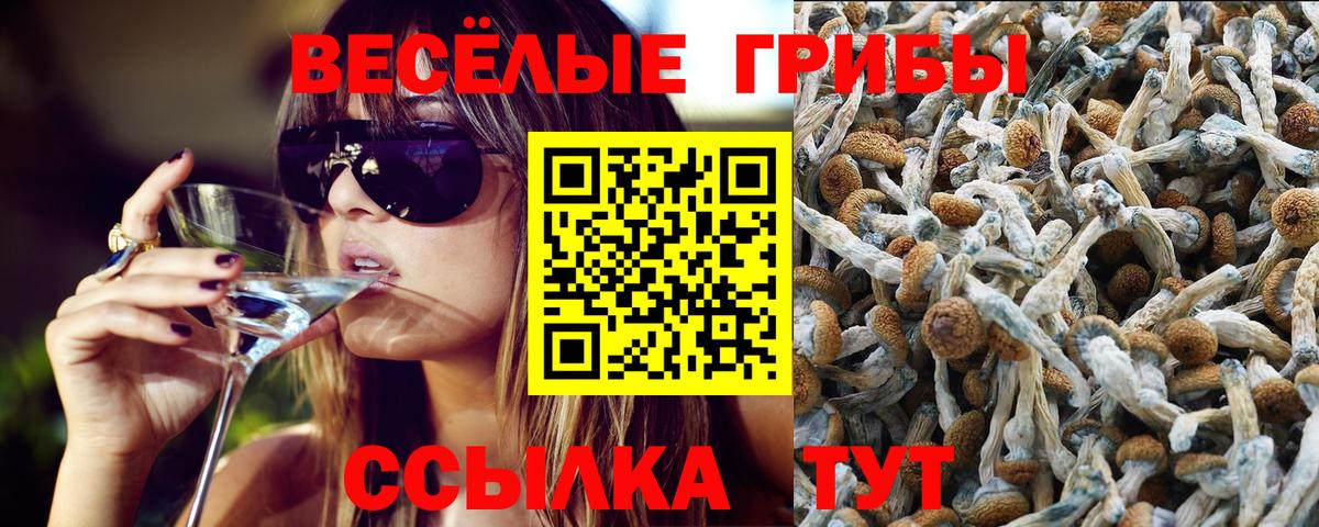 Богородицк  цена   Вход с VPN  Псилоцибиновые грибы Cubensis 